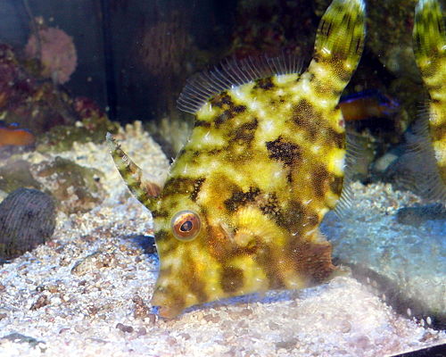 Acreichthys tomentosus